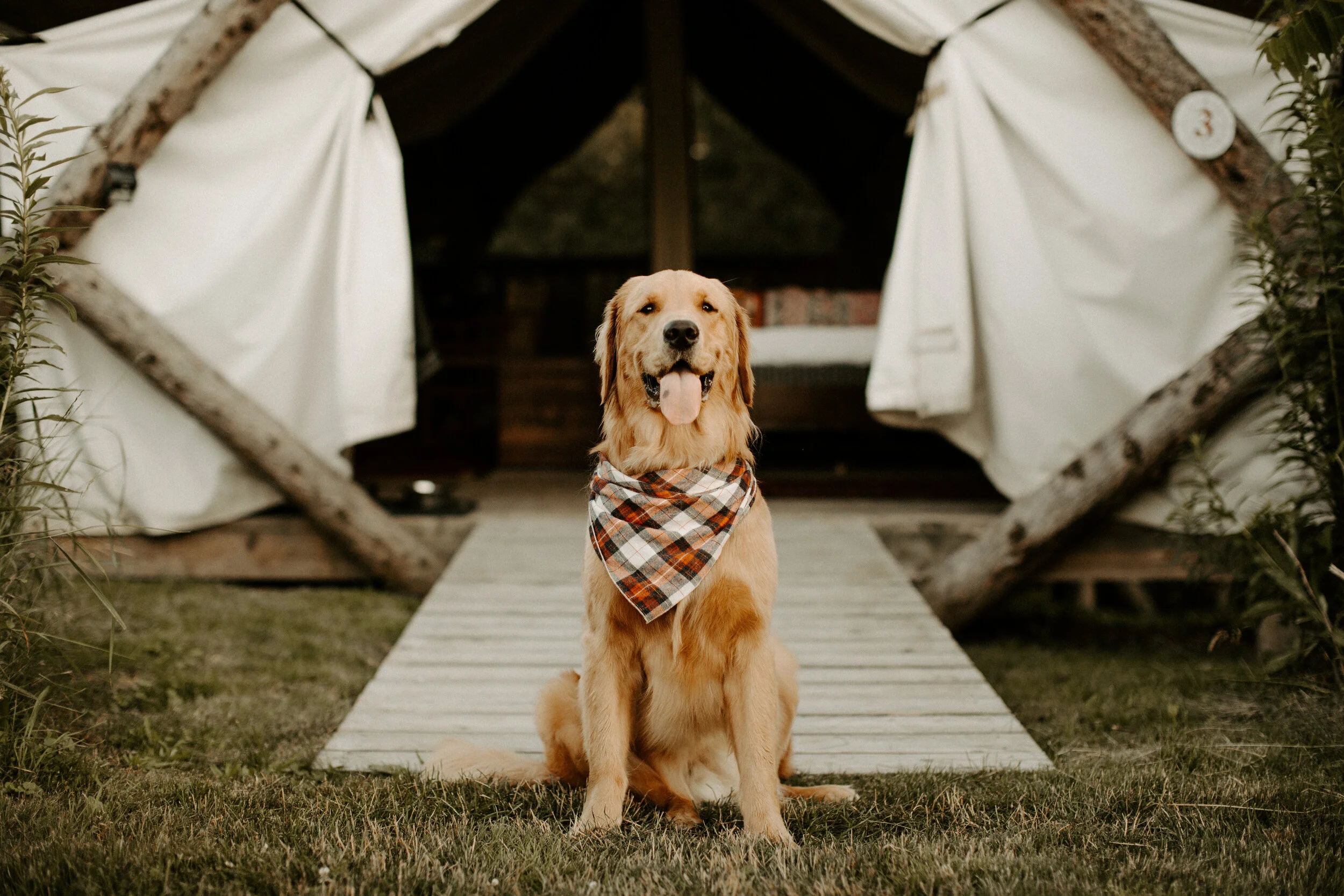 Dogs in tents hotsell
